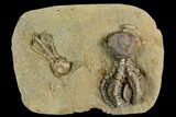 Plate of Two Jimbacrinus Crinoid Fossils - Australia #129403-1